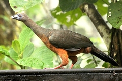 Chamaepetes goudotii