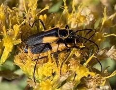 Chauliognathus deceptus