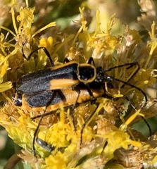 Chauliognathus deceptus
