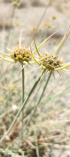 Pycnocycla