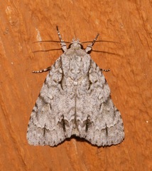 Acronicta laetifica