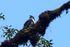 Morphnarchus princeps