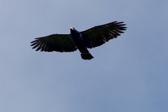 Morphnarchus princeps