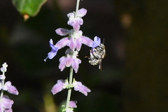 Anthidium
