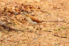 Furnarius leucopus cinnamomeus