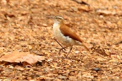 Furnarius leucopus cinnamomeus