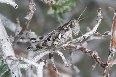 Oedaleonotus orientis