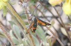 Synanthedon polygoni