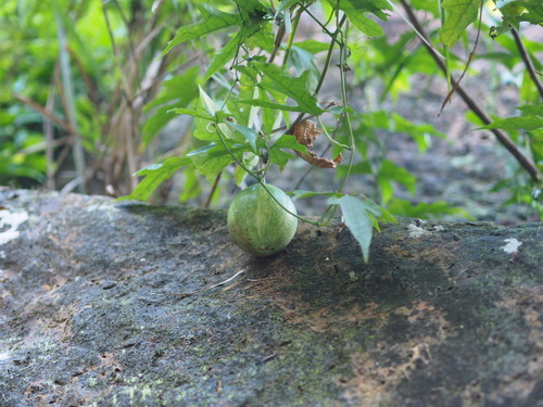 Image of Trichosanthes Laceribractea (Trichosanthes laceribractea) by no rights reserved