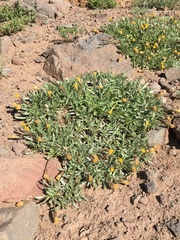 Raillardella argentea