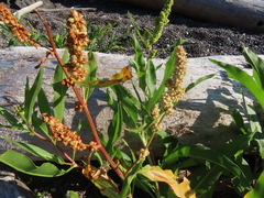 Rumex transitorius