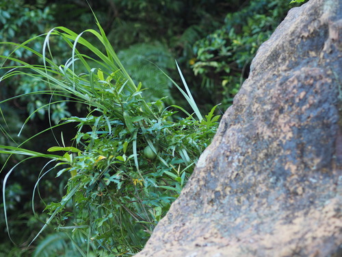 Image of Trichosanthes Laceribractea (Trichosanthes laceribractea) by no rights reserved