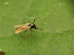 Paratendipes albimanus