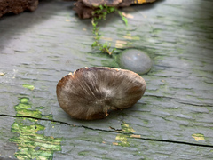 Pluteus americanus