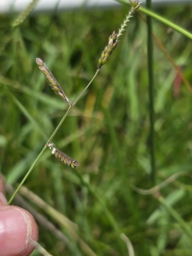 Moorochloa eruciformis iNat (1)
