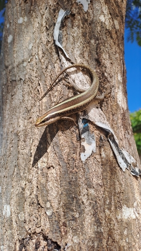 African Striped Skink