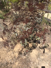 Eriogonum giganteum