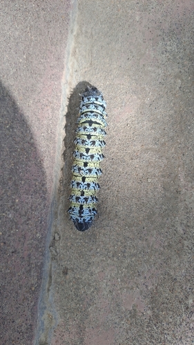 Mopane Worm