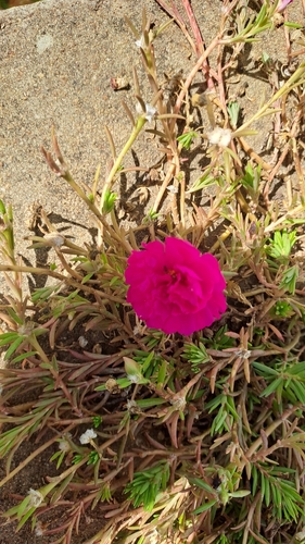 moss rose