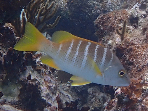Schoolmaster Snapper, photo 10 of 10