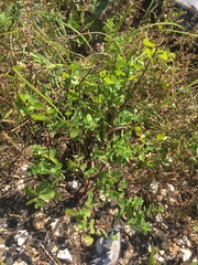 Phyllanthopsis phyllanthoides