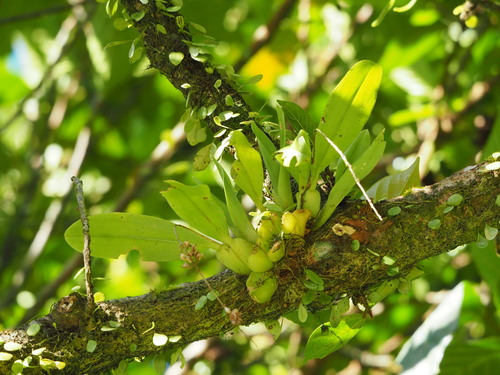 Image of Liparis elliptica by no rights reserved