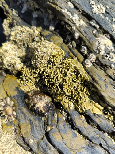 Photo of Mediterranean rim (Lithophyllum byssoides)