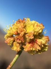 Eriogonum rosense