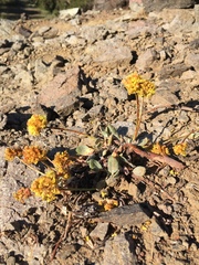 Eriogonum rosense