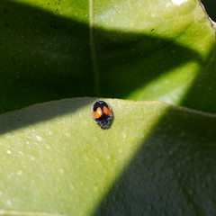 Diomus notescens