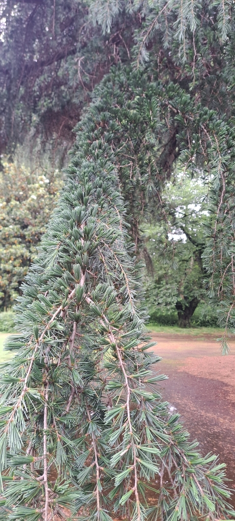 Cedrus