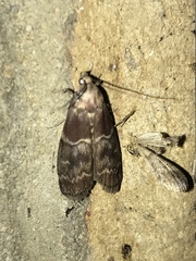 Euzophera ostricolorella