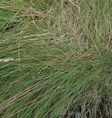 Alopecurus geniculatus