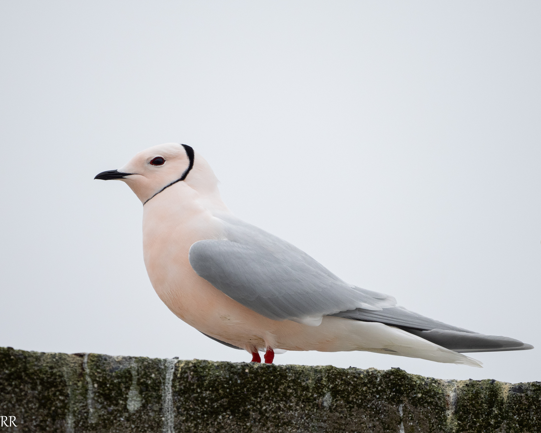 Ross's Gull (Rhodostethia rosea)