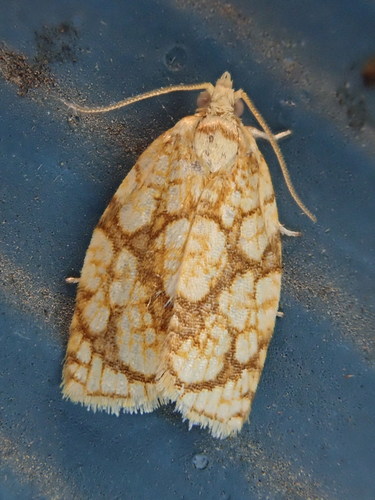 Adoxophyes furcatana