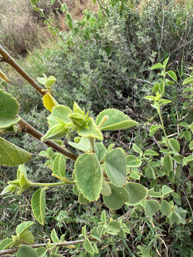 It is called enkarani in Masai (Hibiscus flavifolius)