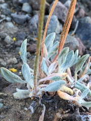 Eriogonum rosense