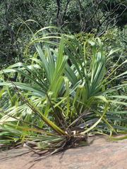 Freycinetia formosana