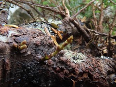 Arceuthobium tsugense