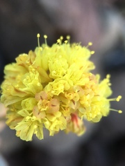 Eriogonum rosense