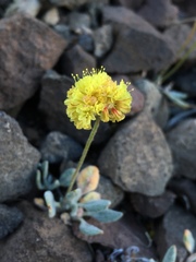 Eriogonum rosense