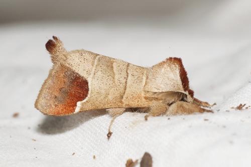 Clostera curtula