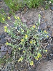 Ericameria discoidea