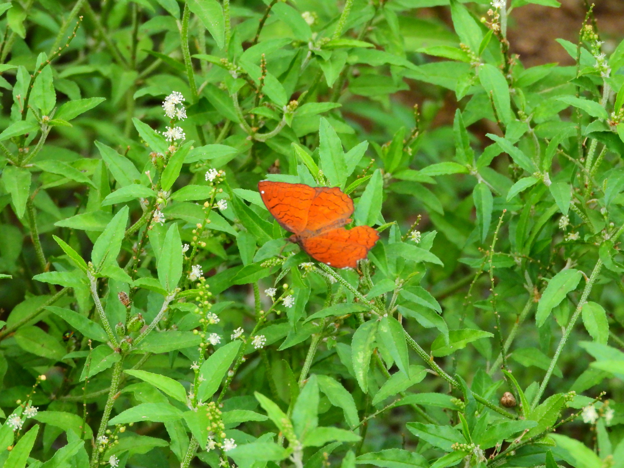 Angled Castor