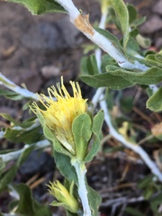 Ericameria discoidea
