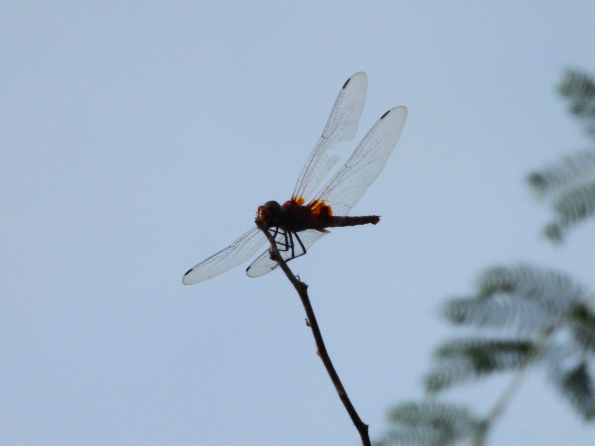Greater Crimson Glider