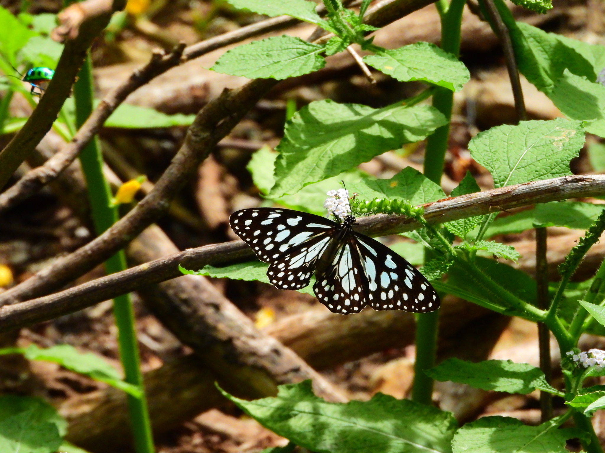 Blue Tiger