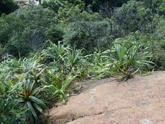 Freycinetia formosana