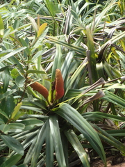 Freycinetia formosana