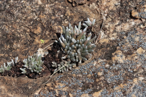Avonia rhodesica